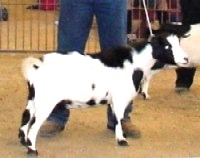 Bell Farm Jayna